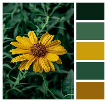 Heliopsis False Sunflower Flower Background Image